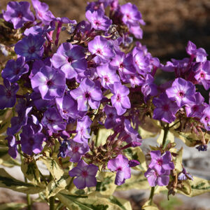 Olympus Garden Phlox