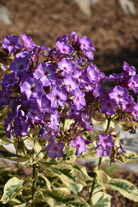 Olympus Garden Phlox