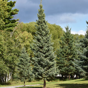 Montrose Charm Blue Spruce