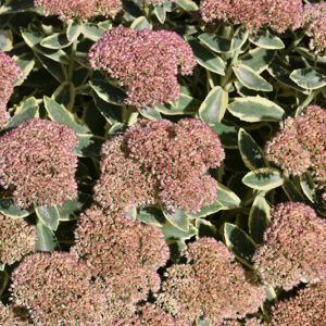 Autumn Charm Stonecrop flowers