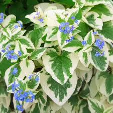 Brunnera m.