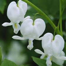 Bleeding Heart