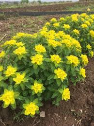 Spurge