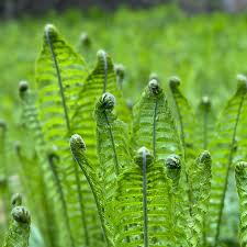 Fern