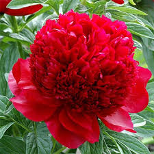 Peony