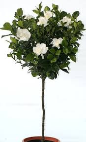 Gardenia