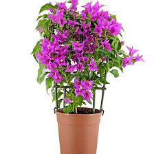 Bougainvillea