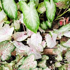 Caladium