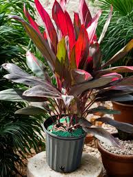 Cordyline