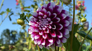 Dahlia