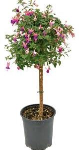 Fuchsia or Heliotrope