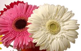 Gerbera
