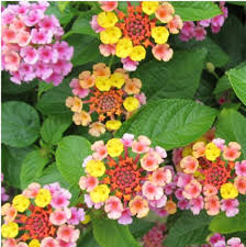 Lantana