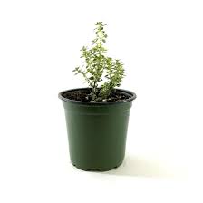 Vege/Herb