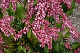 Lily of the Valley