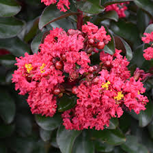 Crapemyrtle