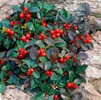 Wintergreen
