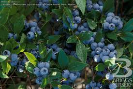 Blueberry - Half-high