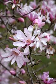 Magnolia x.