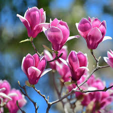 Magnolia s.