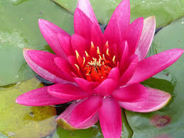 Water Lilly