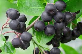 Aronia m.