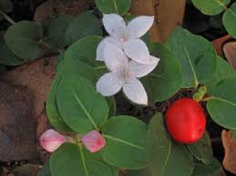 Partridgeberry