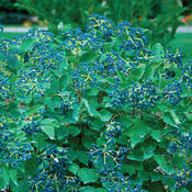 Viburnum d.