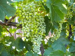 Sultana (Grape)