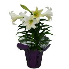 Lily