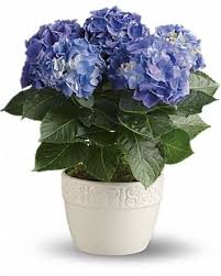 Hydrangea
