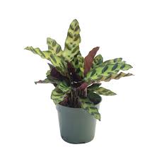 Calathea