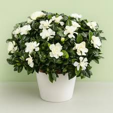 Gardenia