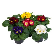 Primrose
