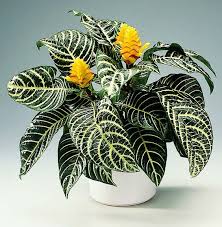 Zebra Plant