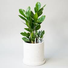 ZZ Plant