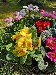 Primula or Daisy
