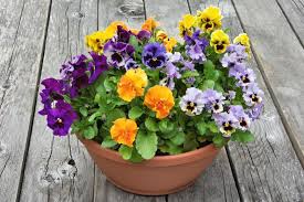 Pansy