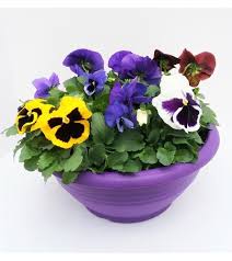 Pansy/Viola