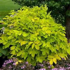 JPN Spikenard