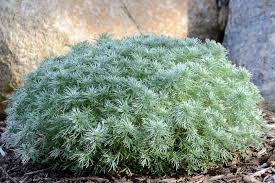 Artemisia