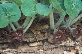 Wild Ginger