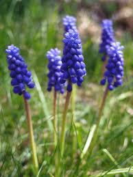 Muscari