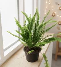 Fern