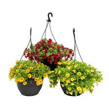 Calibrachoa