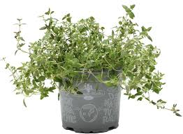 Thyme