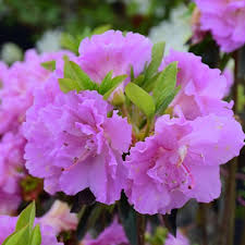 Azalea