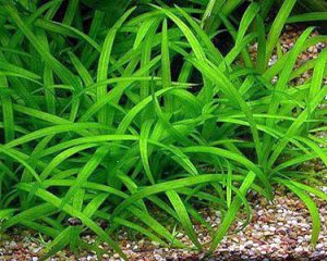 Sagittaria
