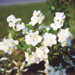 Lewis' Mockorange flowers