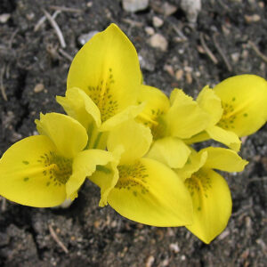 Dwarf Iris flowers